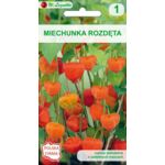 Miechunka rozdęta pomarańczowa 40-60 cm W.Legutko