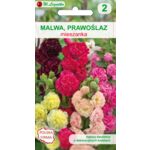 Malwa, Prawoślaz Chater's mieszanka 200-250 cm W.Legutko