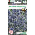 Mikołajek płaskolistny 100-120 cm W.Legutko