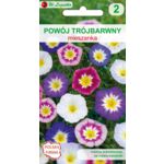 Powój trójbarwny mieszanka 30-40 cm W.Legutko