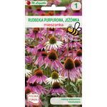 Rudbekia purpurowa mieszanka 90-100 cm W.Legutko