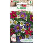 Sasanka zwyczajna mieszanka 20-40 cm W.Legutko