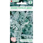 Starzec popielny, mrozy srebrnobiały 20-35 cm W.Legutko