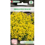 Smagliczka skalna żółta 30 cm W.Legutko