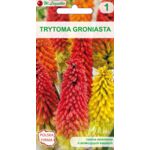 Trytoma groniasta czerwono-żółta 100 cm W.Legutko