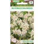 Wilczomlecz białobrzegi 50-60 cm W.Legutko