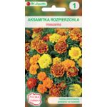 Aksamitka rozpierzchła mieszanka 20-30 cm W.Legutko