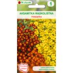 Aksamitka wąskolistna mieszanka 25-35 cm W.Legutko