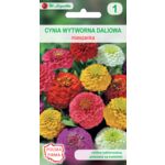 Cynia wytworna daliowa mieszanka 60-80 cm W.Legutko
