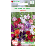 Groszek pachnący mieszanka 100-150 cm W.Legutko