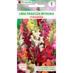 Lwia paszcza wysoka mieszanka 60-70 cm W.Legutko