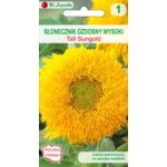 Słonecznik ozdobny wysoki Tall Sungold 120-150 cm W.Legutko