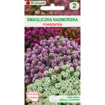 Smagliczka nadmorska mieszanka 10-25 cm W.Legutko