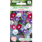 Wilec, Powój pnący mieszanka 250 cm W.Legutko