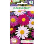 Złocień różowy mieszanka 60-75 cm W.Legutko
