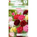 Goździk ogrodowy mieszanka 35-60 cm W.Legutko