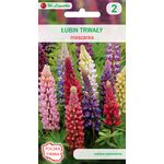 Łubin trwały mieszanka 100-120 cm W.Legutko