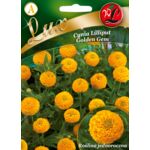 Cynia wytworna Liliput Golden Gem żółta 55 cm W.Legutko