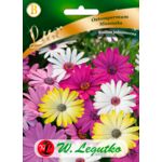 Osteospermum mieszanka 30-35 cm W.Legutko