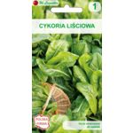 Cykoria sałatowa Di Bruxelles W.Legutko