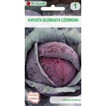 Kapusta głowiasta czerwona Haco W.Legutko