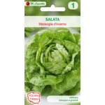 Sałata głowiasta masłowa Meraviglia D'Inverno W.Legutko