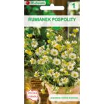 Rumianek pospolity W.Legutko