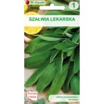 Szałwia lekarska W.Legutko