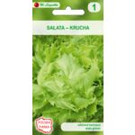 Sałata głowiasta krucha Samba W.Legutko