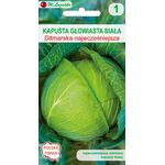 Kapusta głowiasta biała Dithmarscher Früher (Ditmarska Najwcześniejsza) W.Legutko