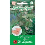 Arcydzięgiel litwor W.Legutko
