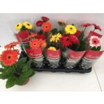 Gerbera doniczka 12 cm mix