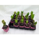 Hiacynt doniczka 7 cm mix