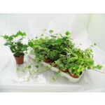 Hedera doniczka 9 cm mix