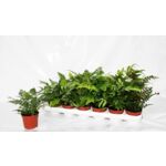 Varens doniczka 9 cm mix