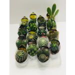 Kaktus GIRO don.6,5 cm