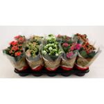 Kalanchoe doniczka 10,5 cm mix