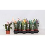 Skrzydłowkiat malowany D510 mix