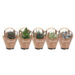 Harworthia i Echeveria don 10,5 cm