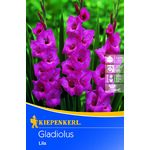 Mieczyk 100-120 cm 14/+liliowy