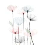 Obraz CANVAS FLOWERS 60 x 80 cm ST544 MODERN POPPY 2
