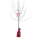 Drzewko owocowe w balocie Jabłoń dawne odmiany wys. 160-170 cm