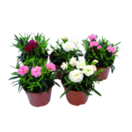 Goździk wys. 20 cm don. 9 cm