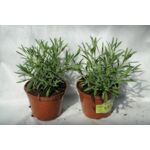 Lawenda wys. 25 cm don.1 l