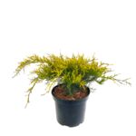 Juniperus mix wys. 20-40 cm don. 2 l