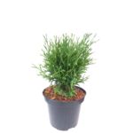 Żywotniki formy kuliste mix wys. 20 - 40 cm don. C2