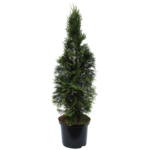 Żywotnik zachodni 'Smaragd' C2 wys. 50 - 70 cm