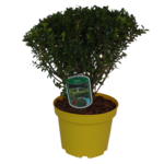 Bukszpan wieczniezielony wys. 30-40 cm don. 22 cm