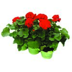 Pelargonie rabatowe w 6-paku don. 9 cm