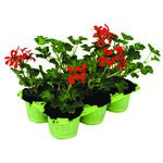Pelargonie bluszczolistne w 6-paku don. 9 cm